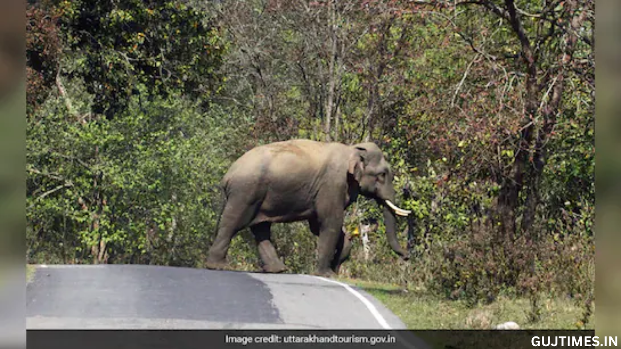 All-Weather Road To Cut Through Rajaji National Park, Commercial Vehicles Won't Be Allowed
